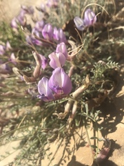 Astragalus zionis