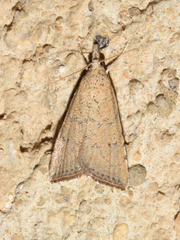 Hyperlais argillacealis