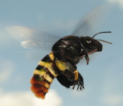 Eufriesea ornata