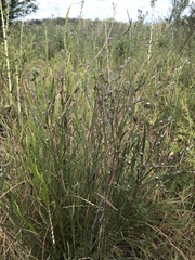 Lessingianthus pseudoincanus