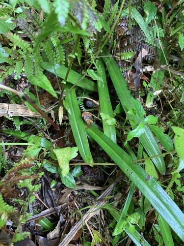 Platanthera sonoharae iNat (3)