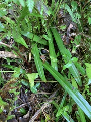 Platanthera sonoharae