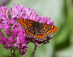 Euphydryas intermedia