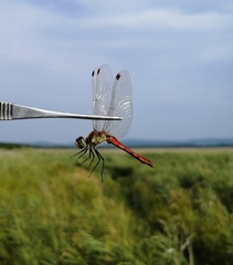 Sympetrum cordulegaster