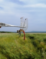 Sympetrum cordulegaster
