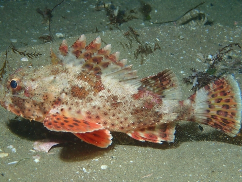 California Scorpionfish