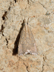 Hyperlais argillacealis