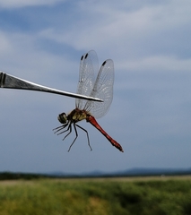 Sympetrum cordulegaster