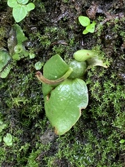 Oberonioides pusillus