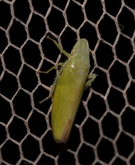 Reuplemmeles hobartensis