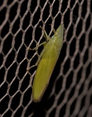 Reuplemmeles hobartensis