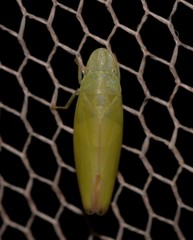 Reuplemmeles hobartensis