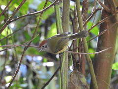 Hylophilus poicilotis