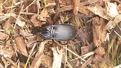 Abax parallelepipedus