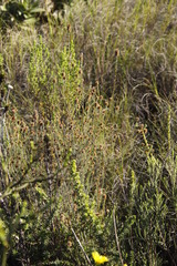 Seriphium cinereum