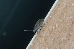 Pyrrhocoris sinuaticollis