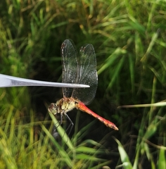 Sympetrum cordulegaster