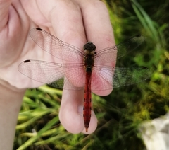 Sympetrum cordulegaster