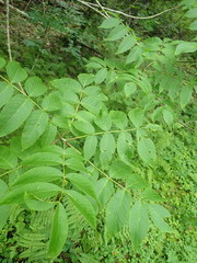 Fraxinus nigra image
