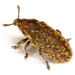 Nodding Thistle Receptacle Weevil - Photo (c) Mike Quinn, Austin, TX, some rights reserved (CC BY-NC), uploaded by Mike Quinn, Austin, TX