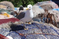 Larus michahellis