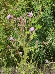 Cirsium