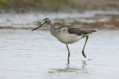 Common Greenshank photo 5