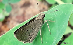 Suastus gremius