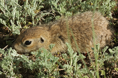 Spermophilus pygmaeus