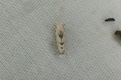 Erechthias sphenoschista