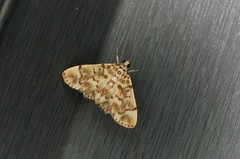 Pycnarmon tylostegalis