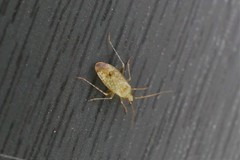 Compsidolon salicellum