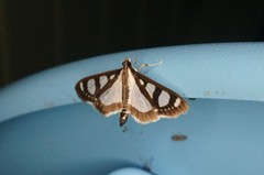 Glyphodes quadrimaculalis