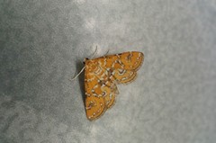 Elophila fengwhanalis