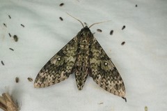 Dolbina tancrei