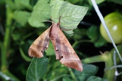 Marumba gaschkewitschii