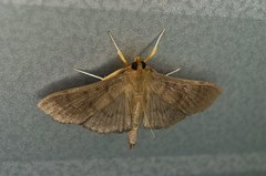 Omiodes noctescens