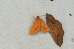 Striglina cancellata