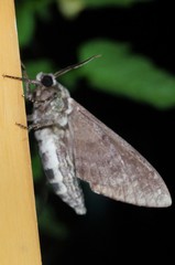 Dolbina tancrei