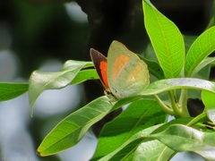 Curetis acuta dentata