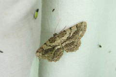 Hypomecis crassestrigata