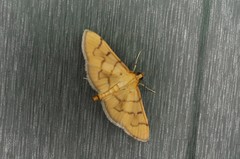 Patania chlorophanta