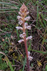 Orobanche picridis