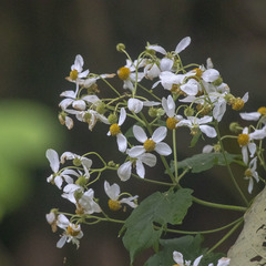 Montanoa grandiflora