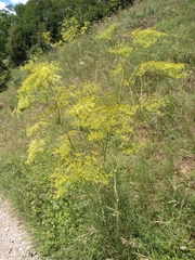 Peucedanum officinale
