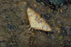 Neoanalthes contortalis