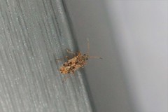 Stigmatonotum rufipes