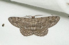 Hypomecis punctinalis