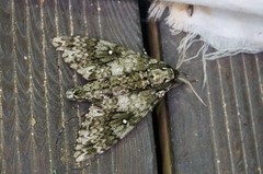 Dolbina tancrei