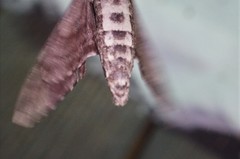Dolbina tancrei